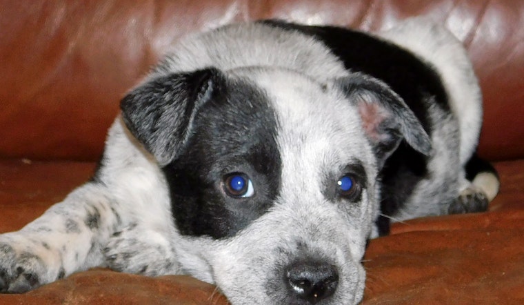 Cuteness overload: 7 cuddle-hungry puppies to adopt now in and around Tampa