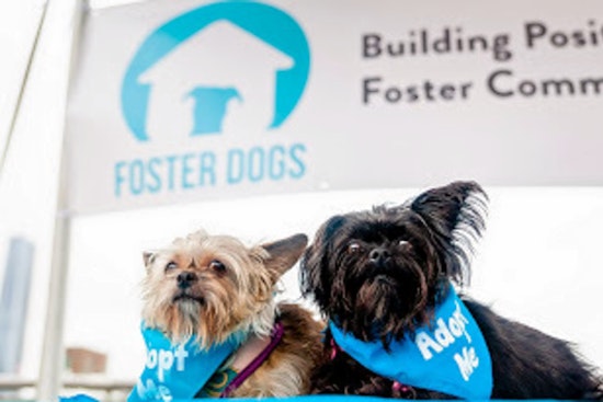 Cuteness overload: 7 cuddly canines to adopt now in and around Oklahoma City