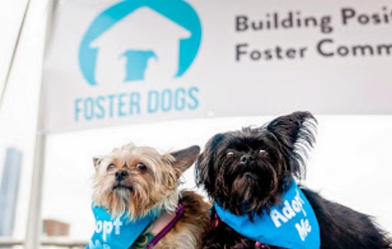 Cuteness overload: 7 cuddly canines to adopt now in and around Oklahoma City