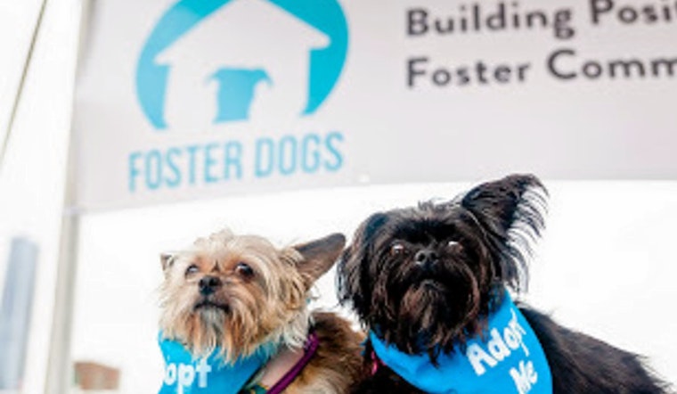 Cuteness overload: 7 cuddly canines to adopt now in and around Oklahoma City