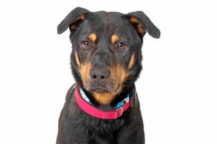 Cuteness overload: 6 cuddly canines to adopt now in and around Phoenix
