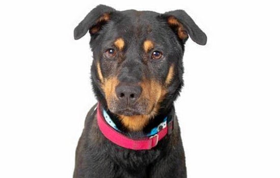Cuteness overload: 6 cuddly canines to adopt now in and around Phoenix