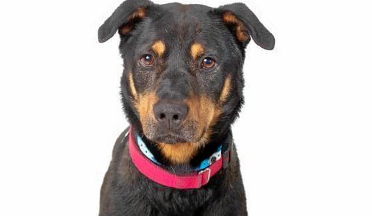 Cuteness overload: 6 cuddly canines to adopt now in and around Phoenix