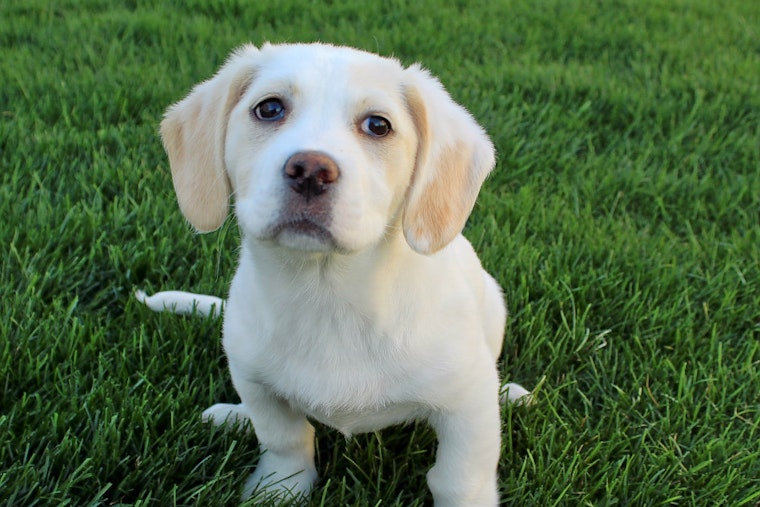 Cuteness overload: 7 cuddly canines to adopt now in and around Cincinnati