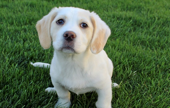 Cuteness overload: 7 cuddly canines to adopt now in and around Cincinnati