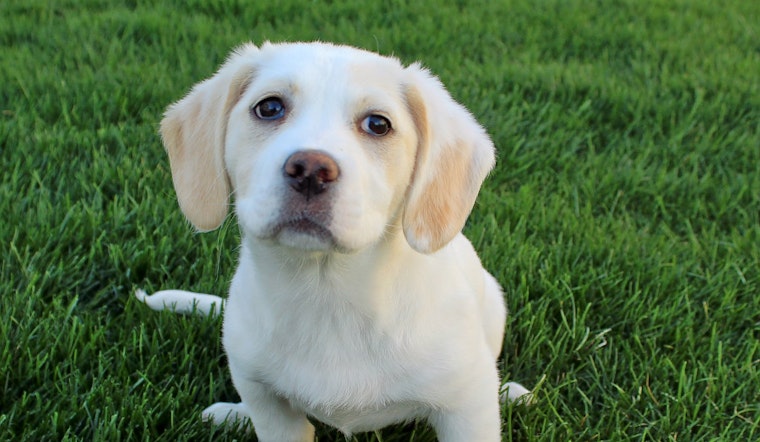Cuteness overload: 7 cuddly canines to adopt now in and around Cincinnati