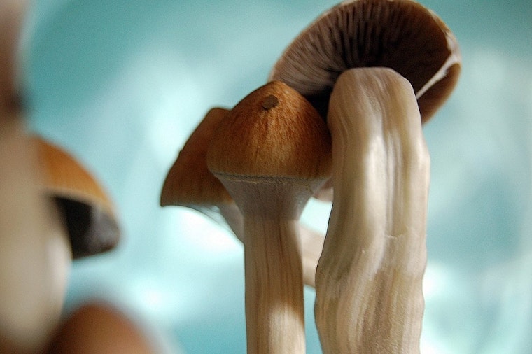 Top Denver news: City may be first to decriminalize psilocybin; handcuffing of students under review