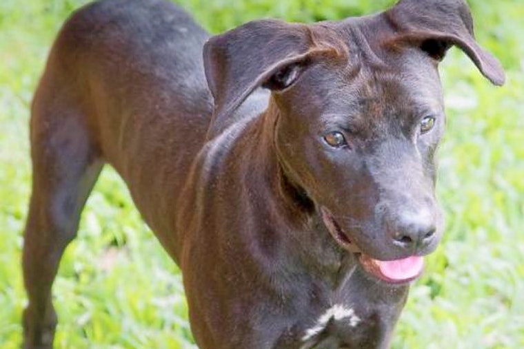 Daily dose of cute: 6 delightful doggies to adopt now in and around Washington