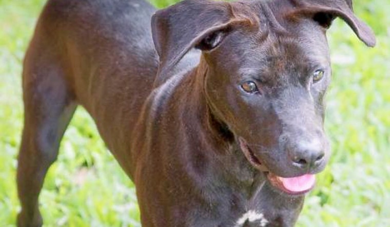 Daily dose of cute: 6 delightful doggies to adopt now in and around Washington