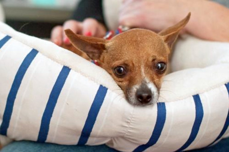 Cuteness overload: 6 cuddly canines to adopt now in and around San Diego