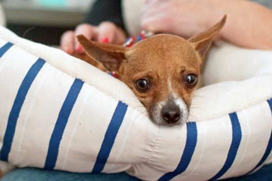Cuteness overload: 6 cuddly canines to adopt now in and around San Diego