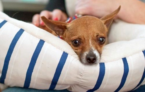 Cuteness overload: 6 cuddly canines to adopt now in and around San Diego