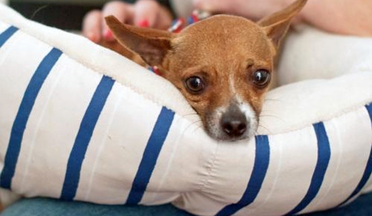 Cuteness overload: 6 cuddly canines to adopt now in and around San Diego