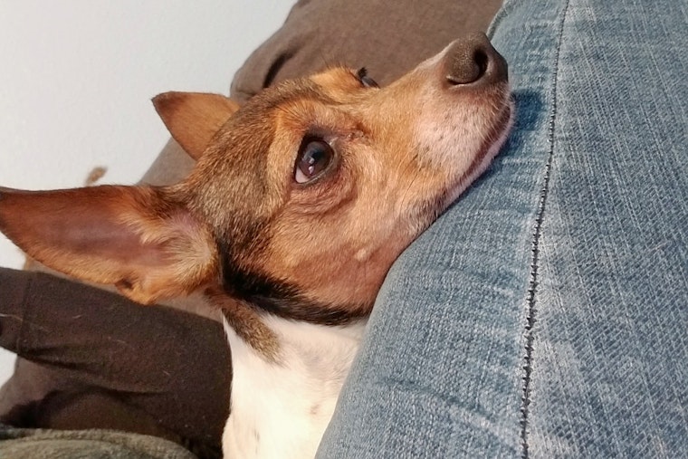 Seeking a forever home: 6 cuddly canines to adopt now in and around Houston