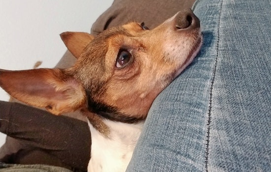 Seeking a forever home: 6 cuddly canines to adopt now in and around Houston