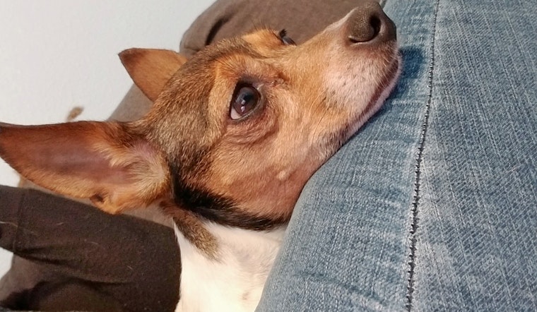 Seeking a forever home: 6 cuddly canines to adopt now in and around Houston