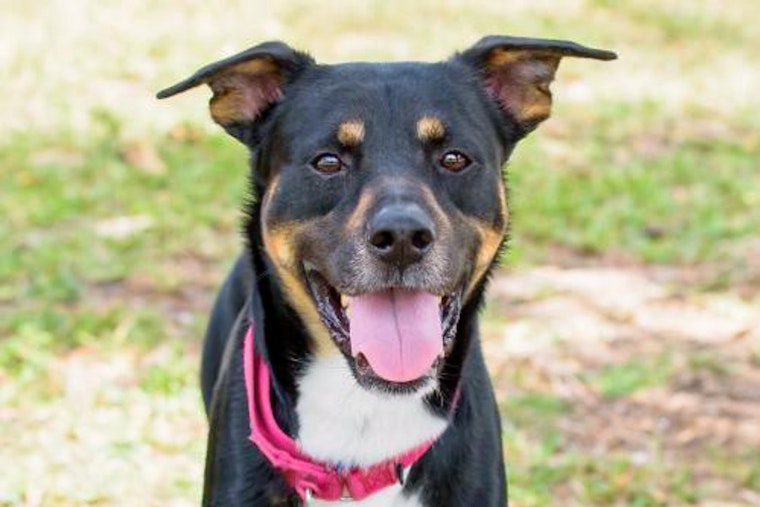 Cuteness overload: 7 delightful doggies to adopt now in and around Miami