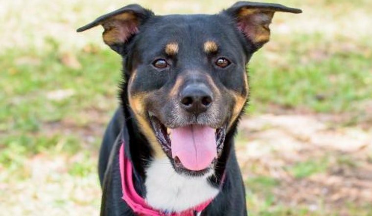 Cuteness overload: 7 delightful doggies to adopt now in and around Miami