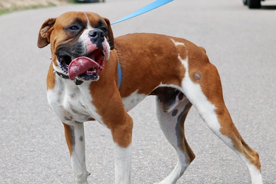 Seeking a forever home: 6 cuddly canines to adopt now in and around Denver