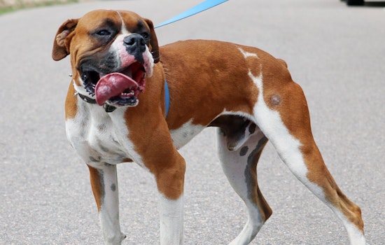 Seeking a forever home: 6 cuddly canines to adopt now in and around Denver