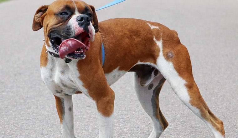Seeking a forever home: 6 cuddly canines to adopt now in and around Denver