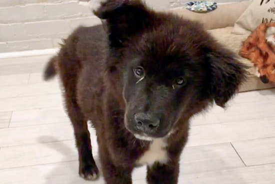 Daily dose of cute: 7 cuddle-hungry puppies to adopt now in and around New Orleans