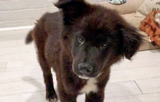 Daily dose of cute: 7 cuddle-hungry puppies to adopt now in and around New Orleans