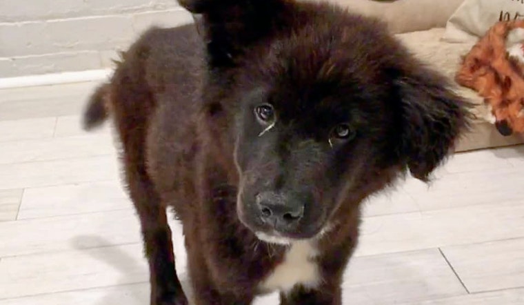 Daily dose of cute: 7 cuddle-hungry puppies to adopt now in and around New Orleans