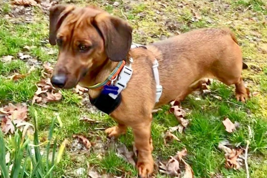 Cuteness overload: 7 cuddly canines to adopt now in and around Baltimore