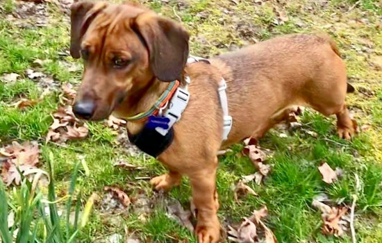 Cuteness overload: 7 cuddly canines to adopt now in and around Baltimore