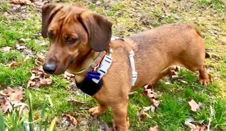 Cuteness overload: 7 cuddly canines to adopt now in and around Baltimore