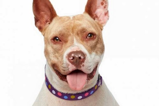 Cuteness overload: 4 lovable pups to adopt now in and around Los Angeles