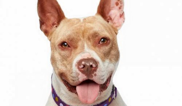 Cuteness overload: 4 lovable pups to adopt now in and around Los Angeles