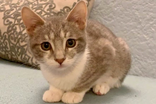 Cuteness overload: 6 cuddly kittens to adopt now in and around Long Beach