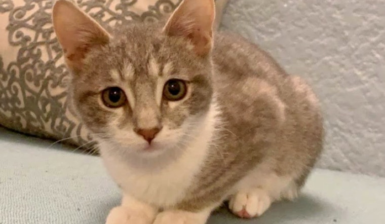 Cuteness overload: 6 cuddly kittens to adopt now in and around Long Beach