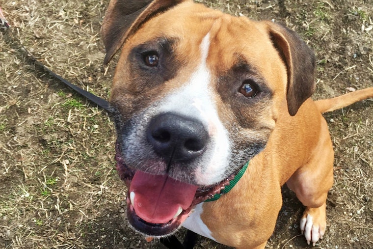 Seeking a forever home: 4 delightful doggies to adopt now in and around Boston