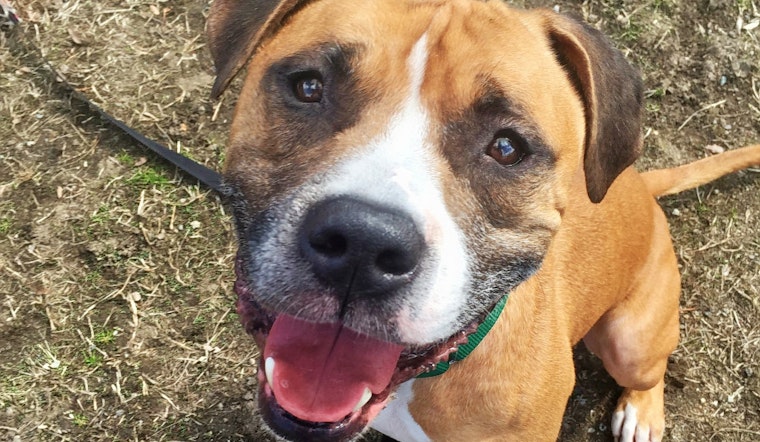 Seeking a forever home: 4 delightful doggies to adopt now in and around Boston
