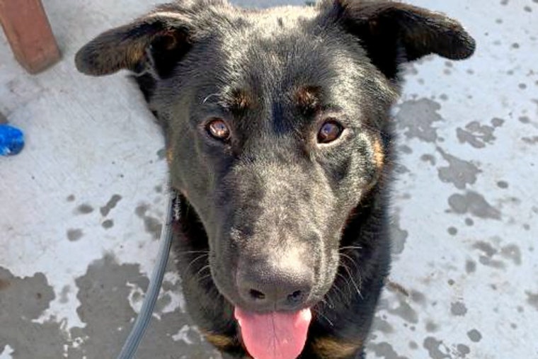 Cuteness overload: 6 lovable pups to adopt now in and around San Jose