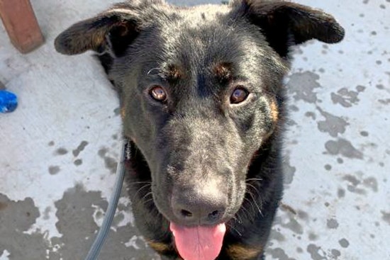 Cuteness overload: 6 lovable pups to adopt now in and around San Jose