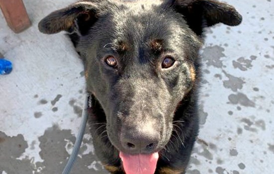 Cuteness overload: 6 lovable pups to adopt now in and around San Jose