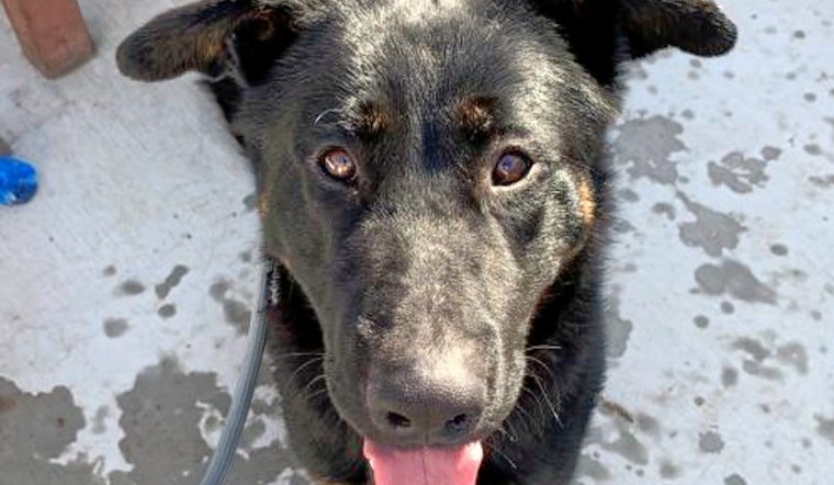 Cuteness overload: 6 lovable pups to adopt now in and around San Jose