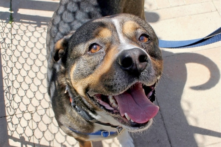 Daily dose of cute: 7 delightful doggies to adopt now in and around Dallas