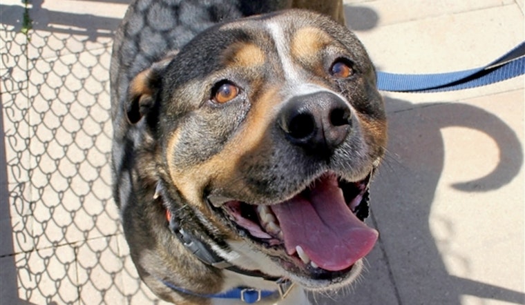 Daily dose of cute: 7 delightful doggies to adopt now in and around Dallas