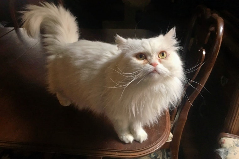 Cuteness overload: 6 lovable kitties to adopt now in Indianapolis