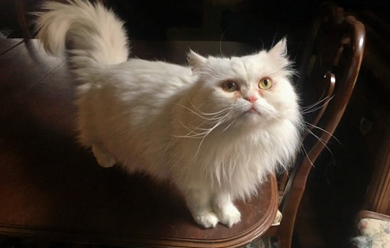 Cuteness overload: 6 lovable kitties to adopt now in Indianapolis