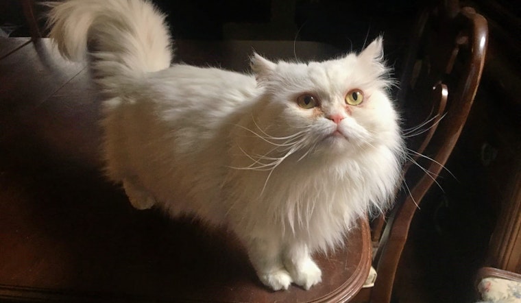Cuteness overload: 6 lovable kitties to adopt now in Indianapolis