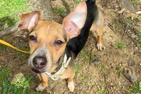 Your daily dose of cute: 6 delightful doggies to adopt now in Arlington