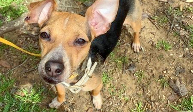Your daily dose of cute: 6 delightful doggies to adopt now in Arlington