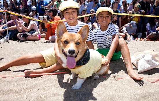 Scenes From Nor Cal Corgi Con, Summer Edition