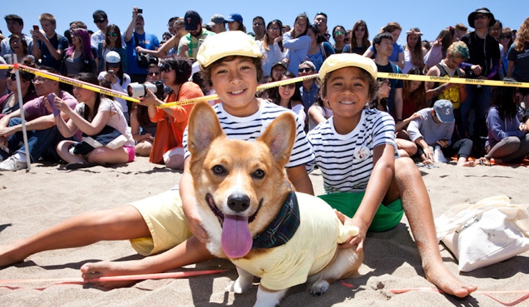 Scenes From Nor Cal Corgi Con, Summer Edition